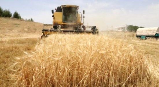 Buğday Destekleme Ödemeleri 2021 (GÜNCEL)