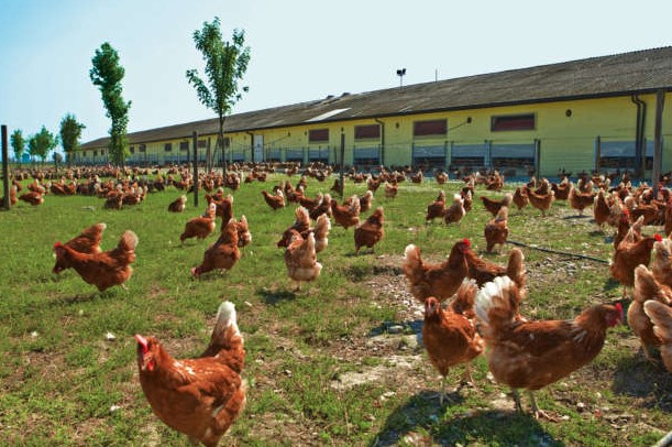 Tavuk Çiftliği Desteği Salma Tavuk Projesi 
