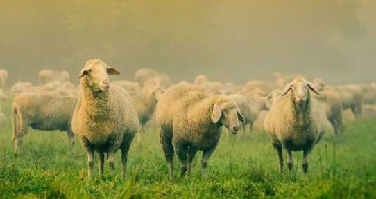 50-100 Koyun Ahır Maliyeti ve Mera HESAPLAMA